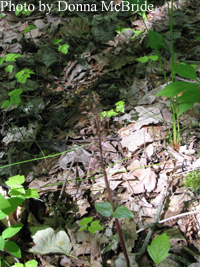 Listera australis (Southern Twayblade) 